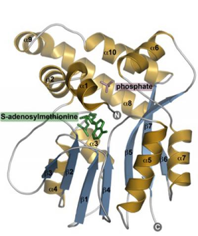 <I>Plasmodium</I> Enzyme Phosphoethanolamine Methyltransferase
