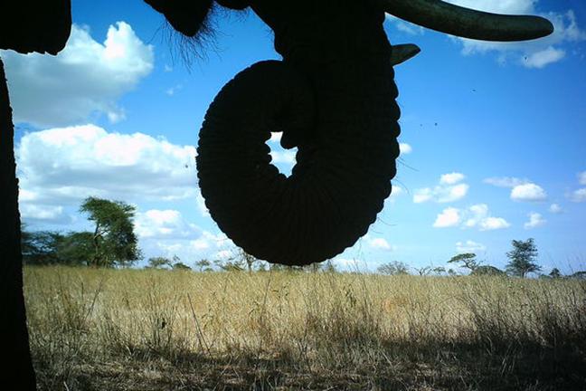 Elephant Trunk