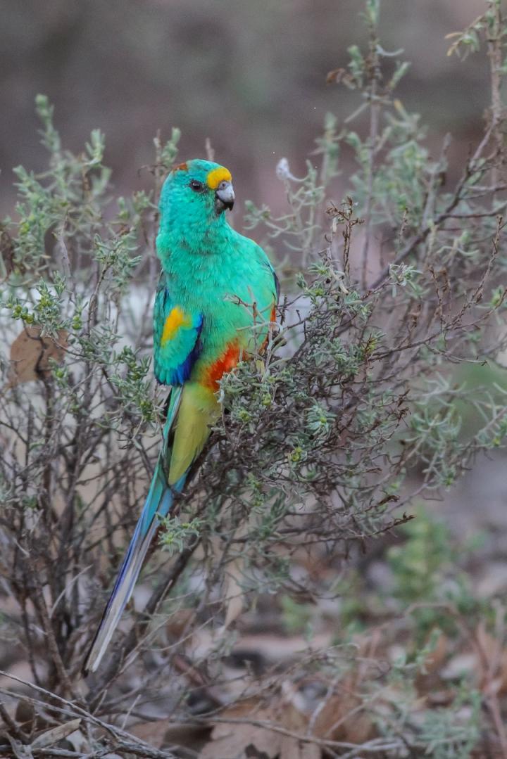 Mulga Parrot