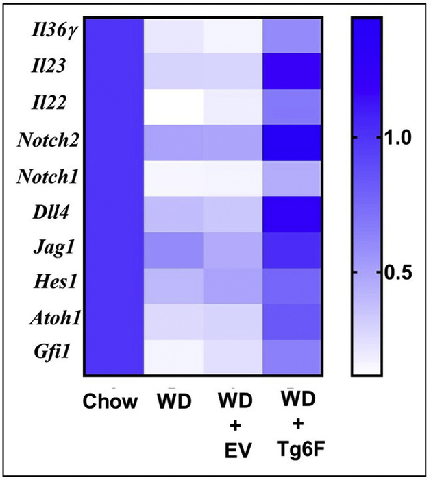 Tg6F prevents WD-mediated inhibition of genes