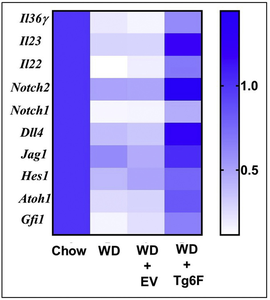 Tg6F prevents WD-mediated inhibition of genes