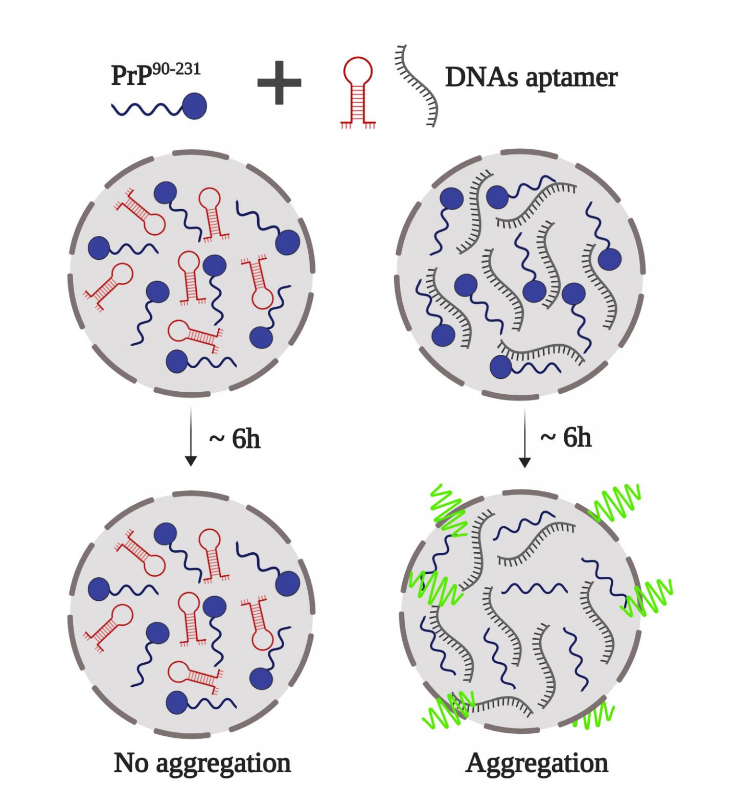 Prion Protein Phase Separation