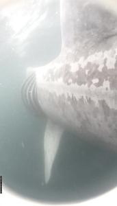 Basking shark