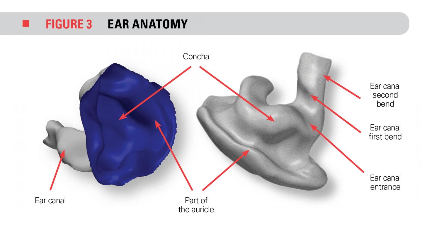 Figure 2 Ear Anatomy [IMAGE] EurekAlert! Science News Releases