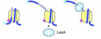 FRET Experimental Design