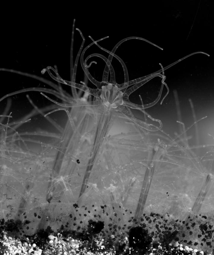 <i>Nematostrella</i>