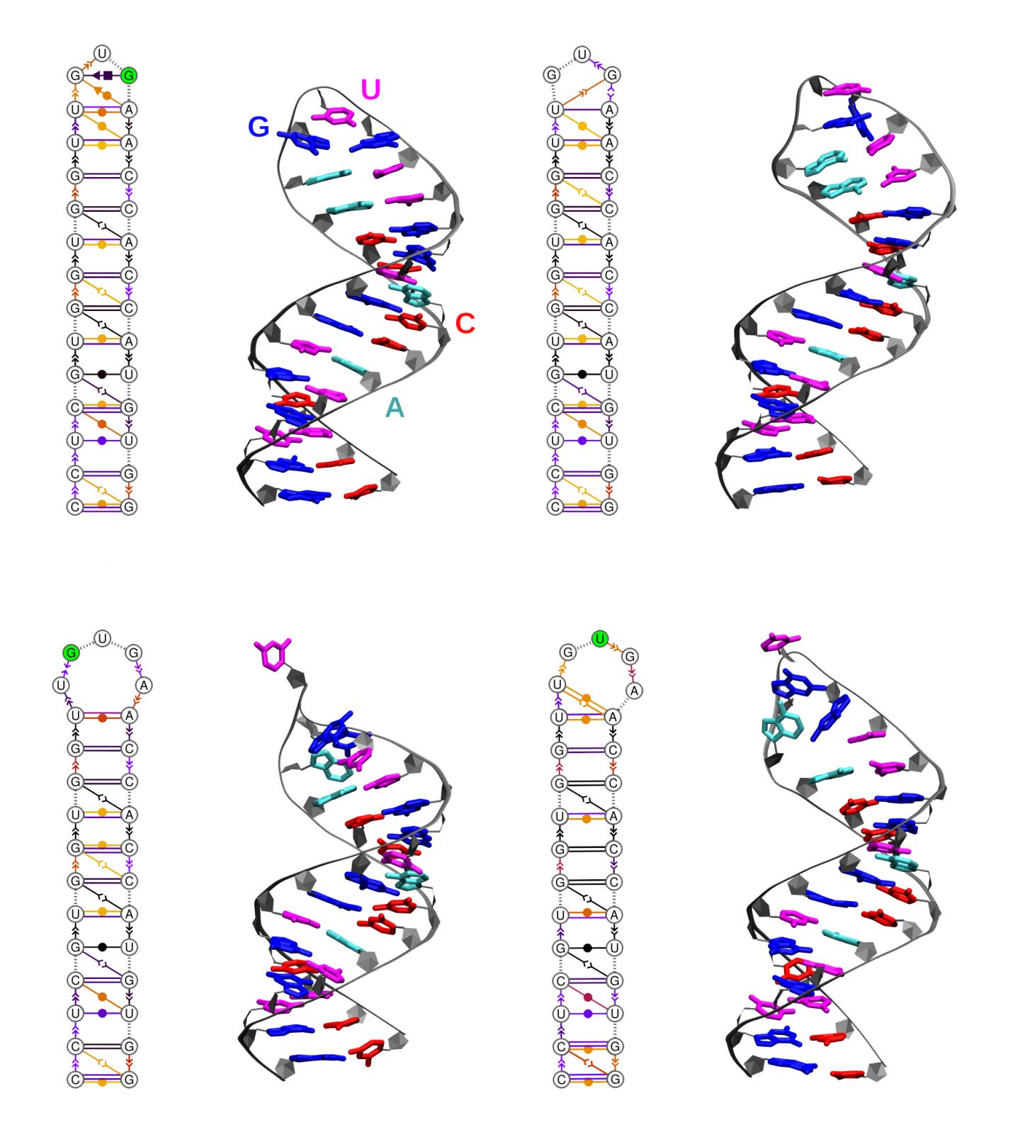 Conformational Dynamics of a Non Coding RNA Hairpin