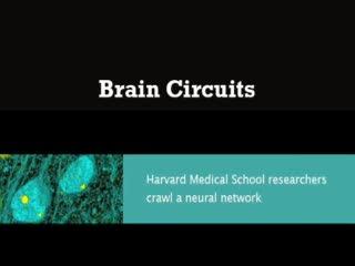 Researchers Crawl Neural Network