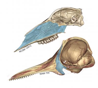 Skulls of white-tail deer and bottlenose dolphin