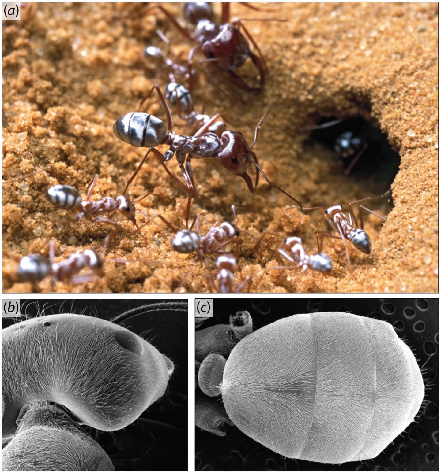 Reflective Saharan Silver Ant Hairs Thermoregulate, Create Bright Color (1 of 3)
