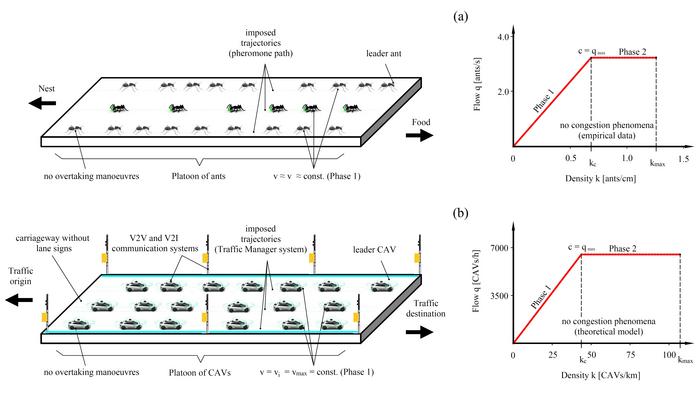A platoon of ants marching and a group of CAVs