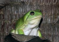 Vulnerable to Alien Ranaviruses: the Green Tree Frog