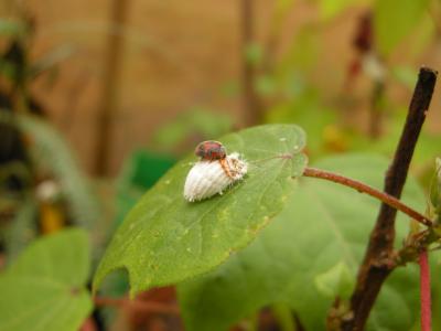 Lady Bug Beetle Attacks Cottony Cushion Scale