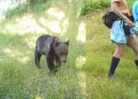 An American black bear and recreators share a trail in Sonoma County, California