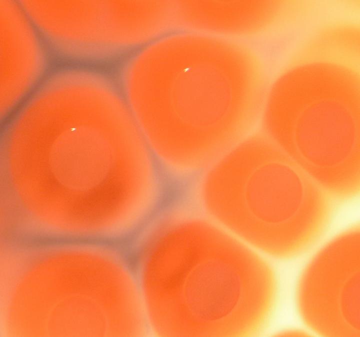 <i>S. aureus</i> Colonies