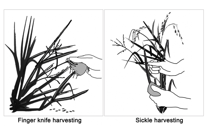 Rice harvesting methods