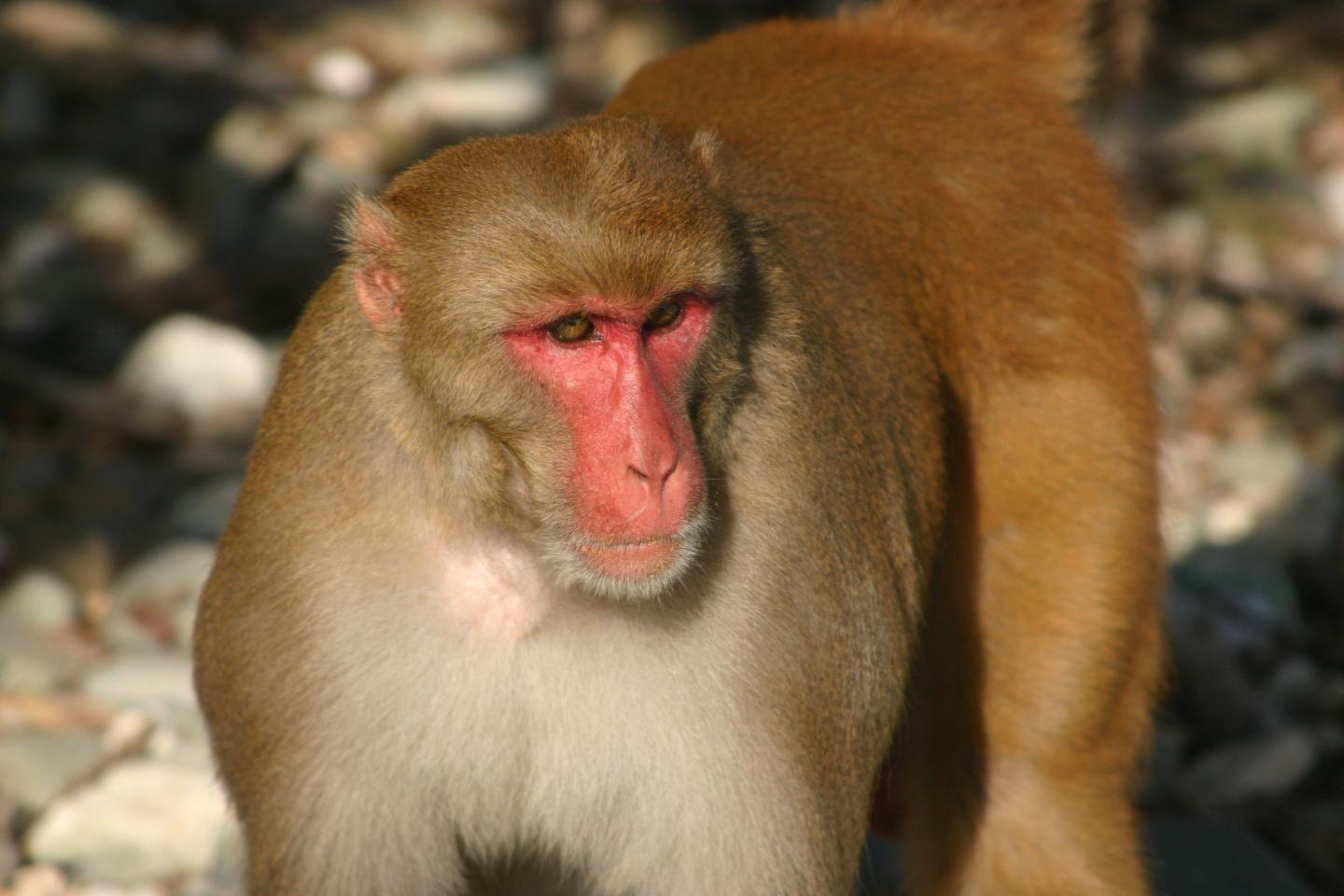 rhesus macaque