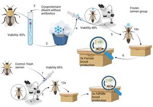 Graphical Abstract of the Research Protocol