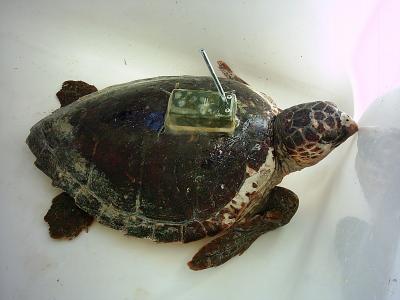 Loggerhead Turtle with a Transmitter