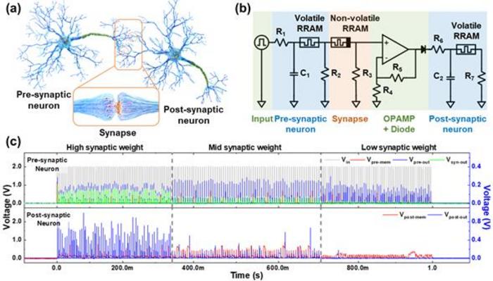 Experimental results of modulating the connection strength of front and back neurons by synaptic weights.