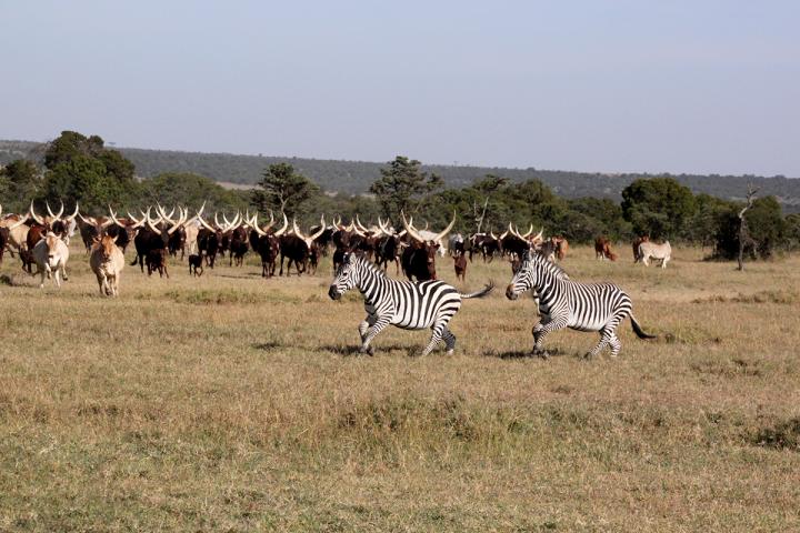 Zebra and Cattle