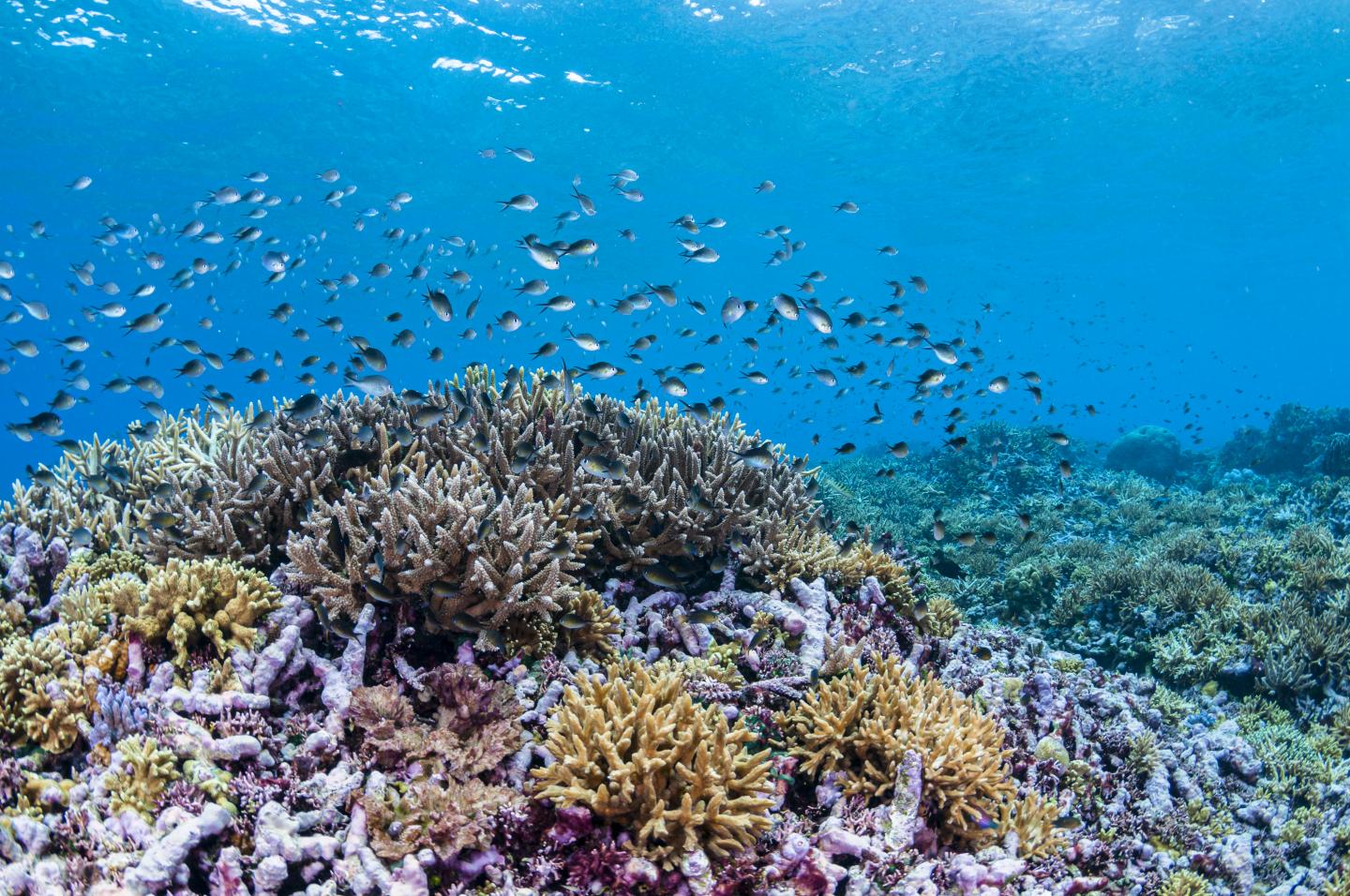 Coral Diversity Over Depth