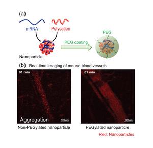 A new coating method in mRNA engineering poin - Vimarsana News