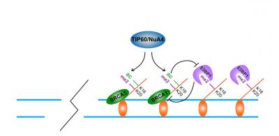 Changes to DNA On-Off Switches
