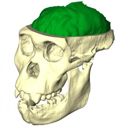 <i>Au. sediba</i> Skull Reconstruction Virtual Craniotomy