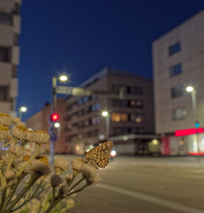 City butterflies have adapted genetically to their surroundings