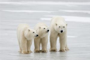 Polar bear moms enter dens in winter, choosing isolated location.s that make dens are notoriously difficult to research.