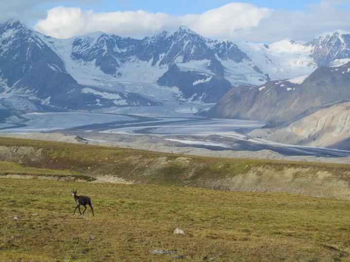 Glacier with Rock Debris 2