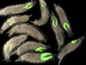 Human EWS-FLI protein recapitulates in Drosophila the neomorphic functions that induce Ewing sarcoma tumorigenesis