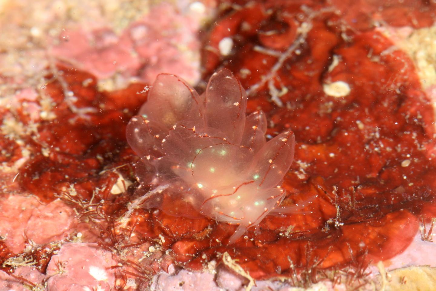 A New Species of Nudibranch