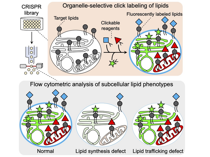 O-ClickFC for high-throughput analysis of single-cell lipid metabolism at the organelle level