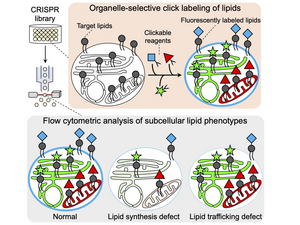 O-ClickFC for high-throughput analysis of single-cell lipid metabolism at the organelle level