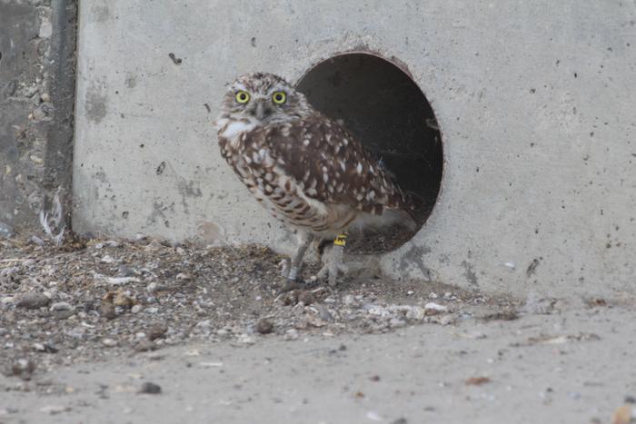 Burrowing Owl (Athene cunicularia)