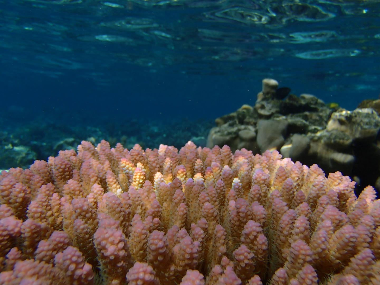 Corals May Adapt to Moderate but Not Severe Climate Change, Genomic Model Suggests (4 of 6)