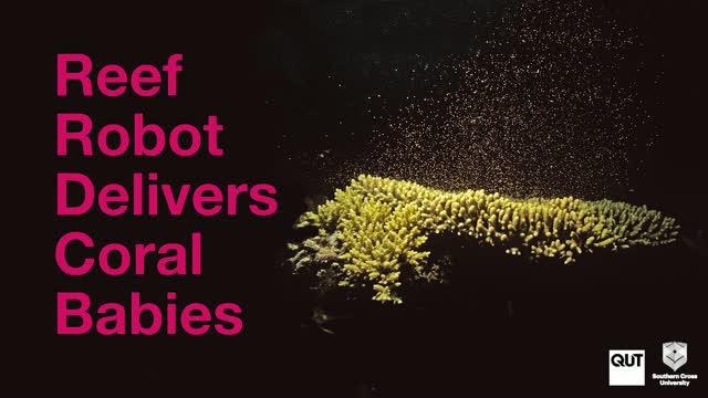 QUT's LarvalBot Releases Baby Corals