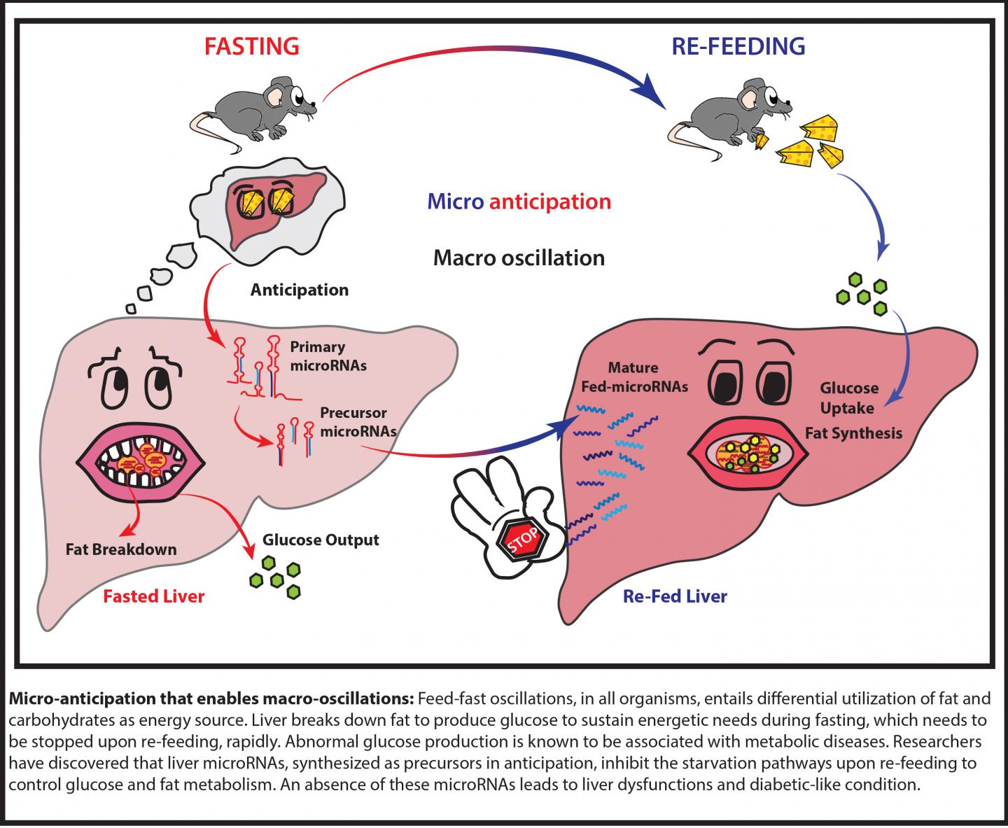 Energy metabolism and liver function