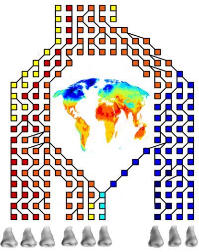 Climate Had a Hand in Shaping the Human Nose