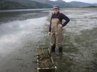 Amy Ehrhart and Transplanted Oysters