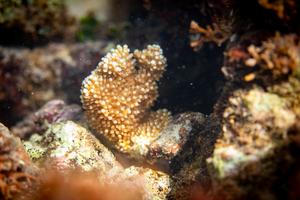 Healthy, bred elkhorn coral survived 2023's bleaching