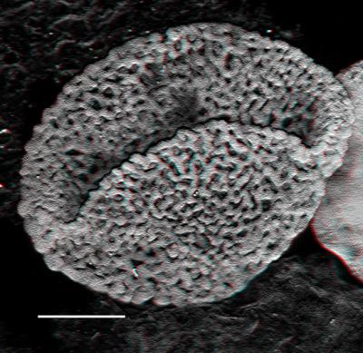 New Fossils Push the Origin of Flowering Plants Back by 100 Million Years