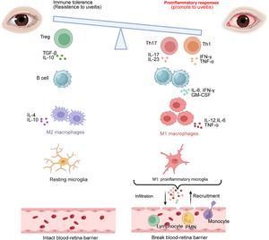 The dysregulation of immune response in uveitis.