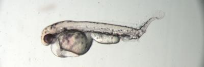 Zebrafish Embryo with the Characteristic Effect of Inhibitors of Bmp Receptors