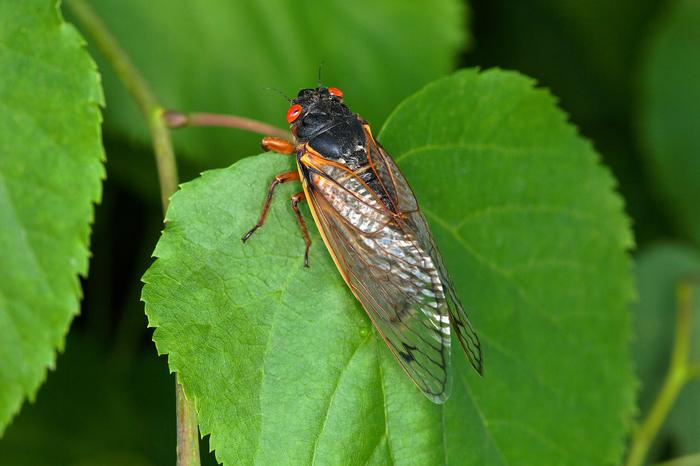 Brood X Periodical Cicada