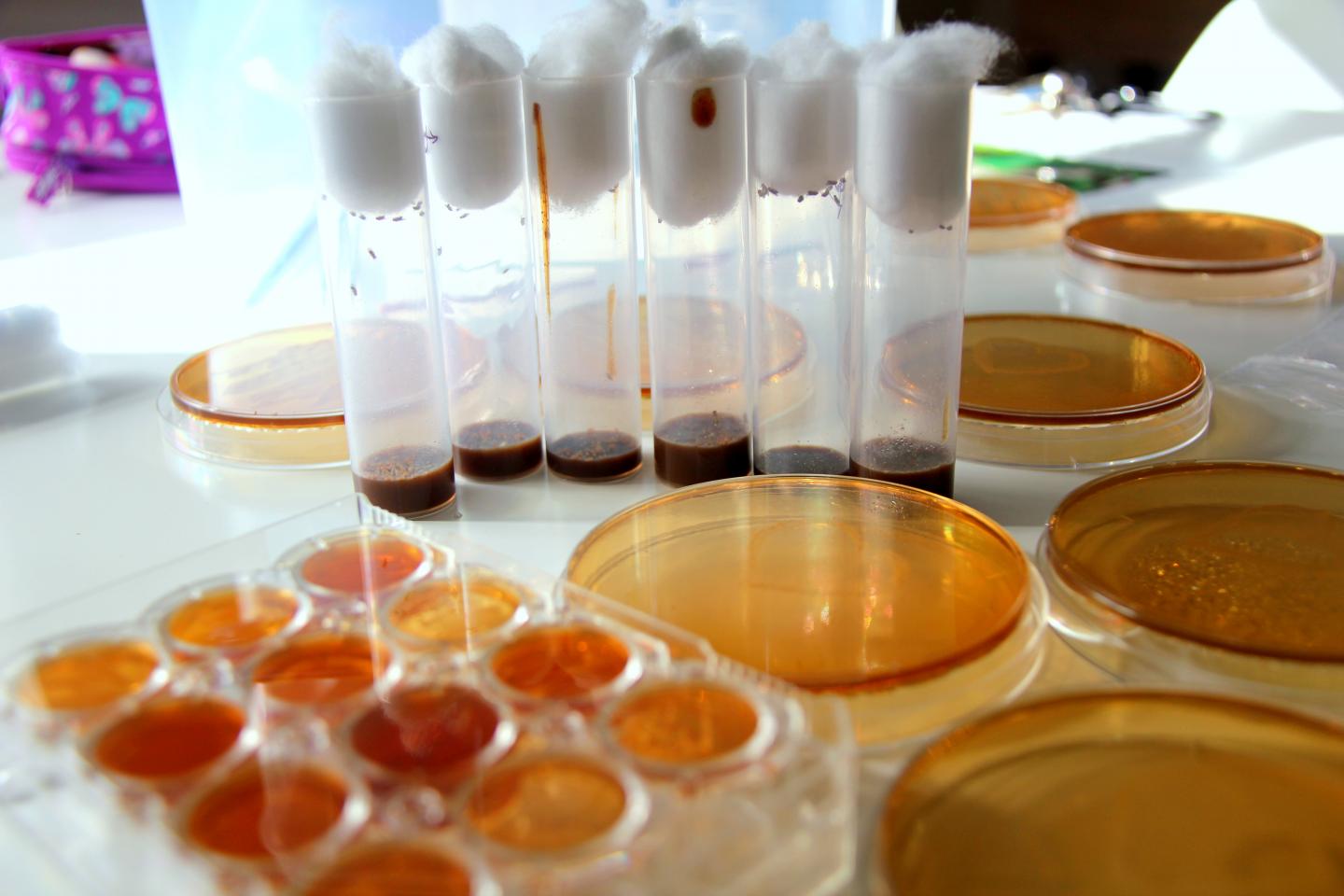 Fruit Flies and Gut Bacteria