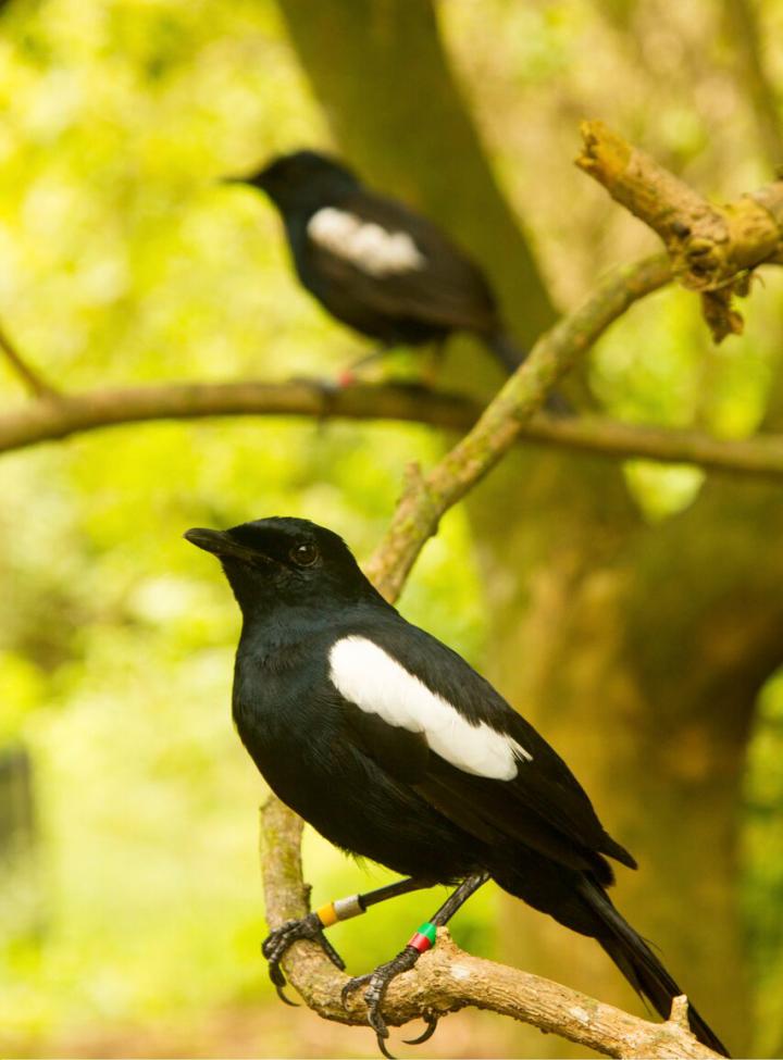 Seychelles Magpie Robin