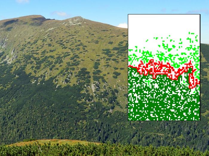 An upper limit of dwarf mountain pine (Pinus mugo) in the Low Tatra mountains, Slovakia.